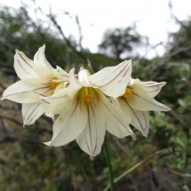 Beautiful flowers close to the Cueva del Milodon